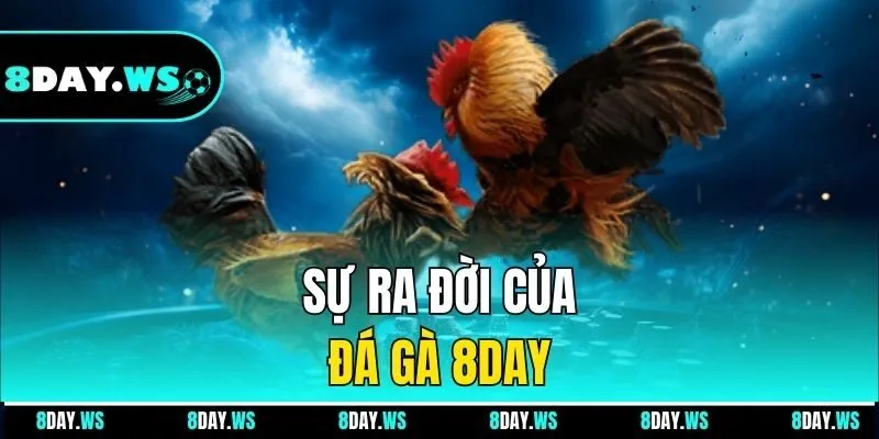 Sự ra đời của đá gà 8DAY